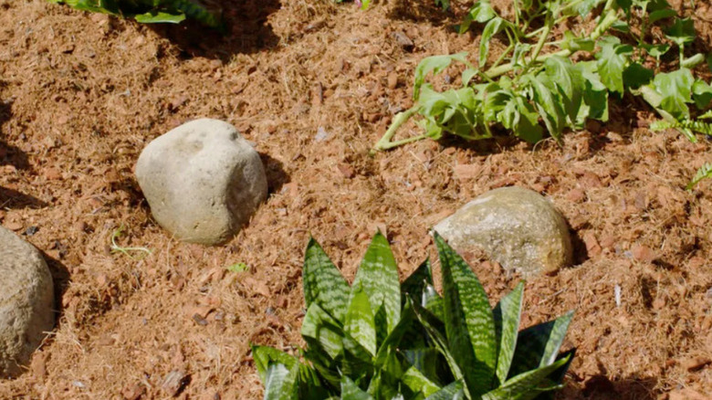 A garden bed mulched with MegaMulch's Expanding Coconut Coir