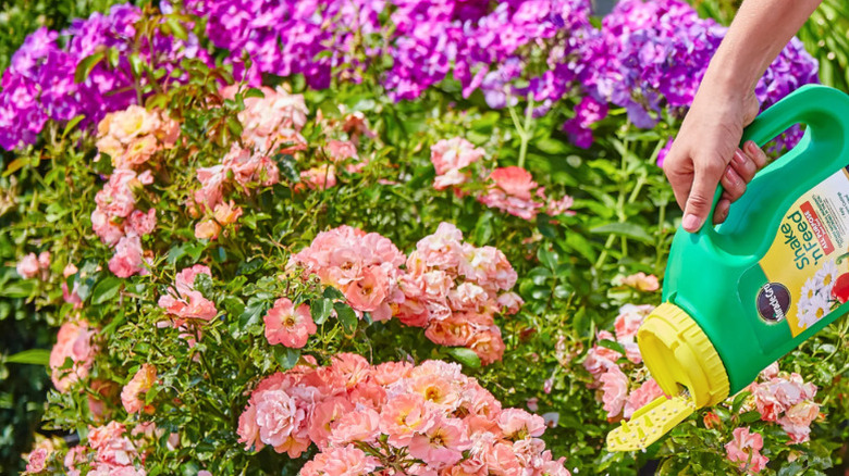 Close-up of a person sprinkling Miracle-Gro plant food on their flower bed