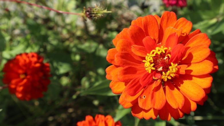 15 Garden Plants That Will Survive Summers That Are Getting Hotter And ...