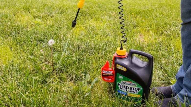 Individual spraying Spectracide Weed Stop on a weed