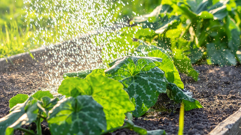 The Best Soil Moisture Meters of 2024, According to Testing - Bob Vila