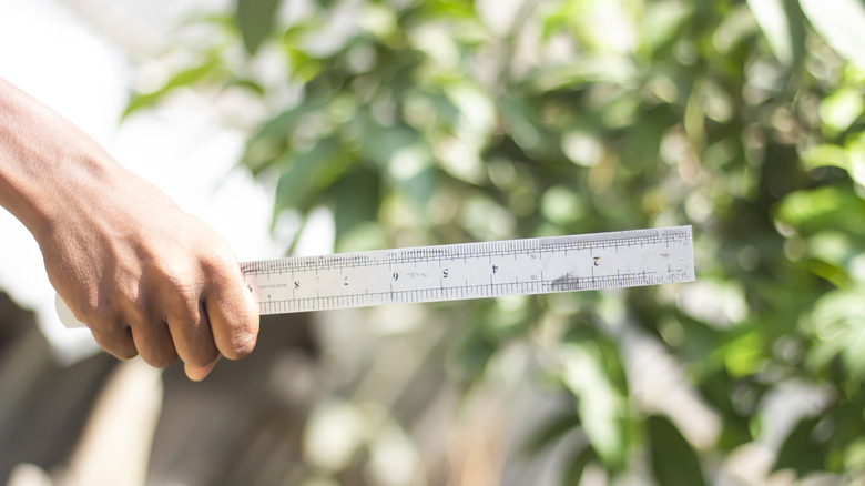 Someone holding a ruler stick