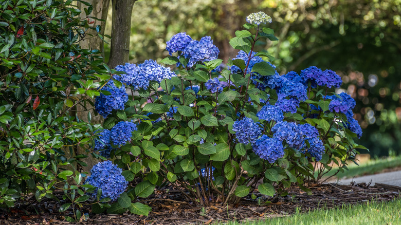 Hydrangea bush in the shade