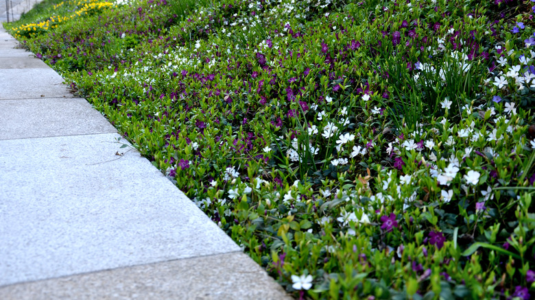 ground cover by sidewalk