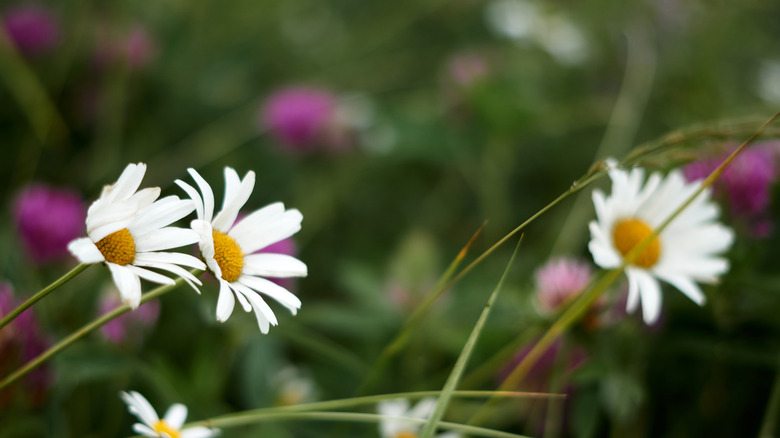 chamomile blossoms