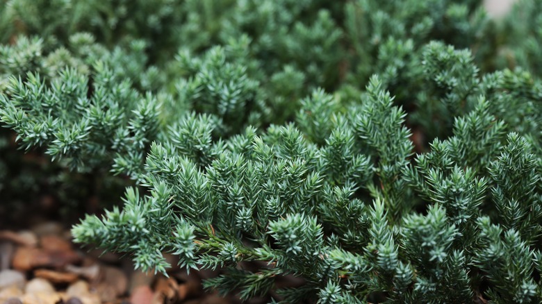 creeping juniper plants
