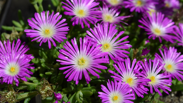 pink delosperma flowers