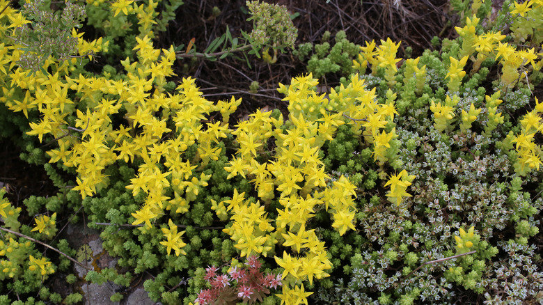 goldmoss stonecrop