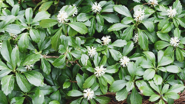 japanese pachysandra with blooms