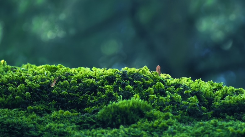 bed of moss