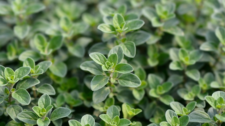 creeping oregano plants