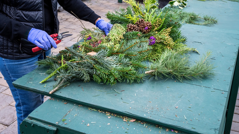 A person cutting pine branches to use in decor, including Austrian pine