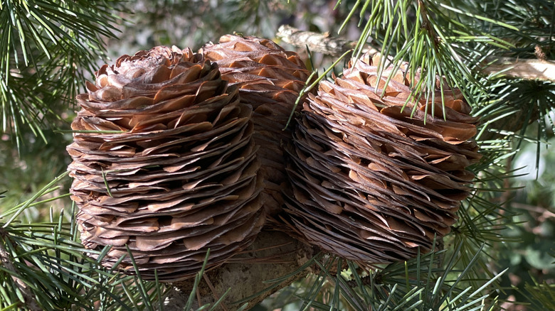 A closeup of the decorative cones on a Himalayan cedar