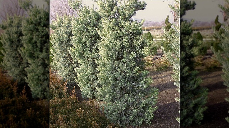 'Icee Blue' yellow wood trees showing their pyramidal shape