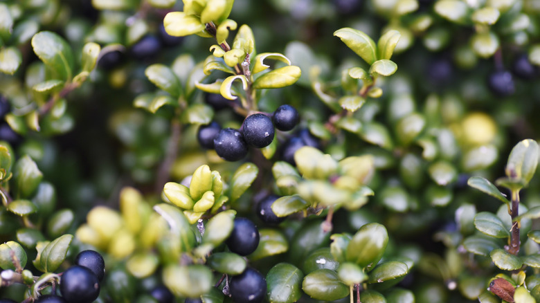 A closeup of the Japanese holly showing the black berries