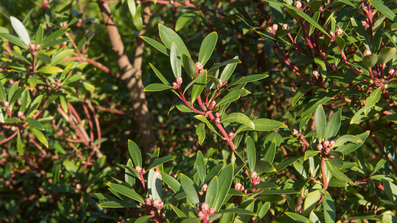 Mountain pepper stems close up showing the red stems and leathery leaves