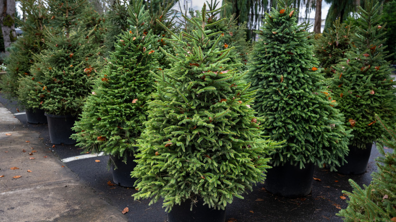 Norway spruce Christmas trees