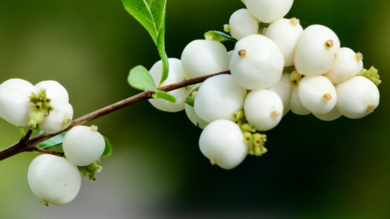 A branch of the snowberry showing the stunning white berries