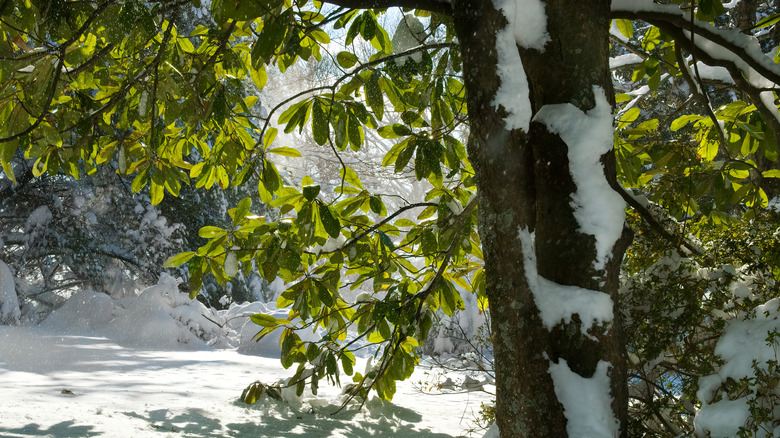 Southern magnolia tree covered in snow