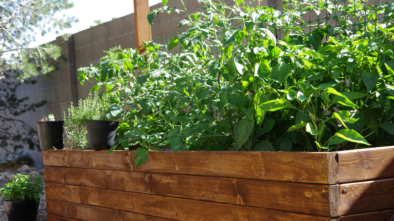 Raised planter box with plants