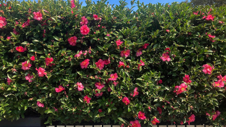 blooming camellia 
