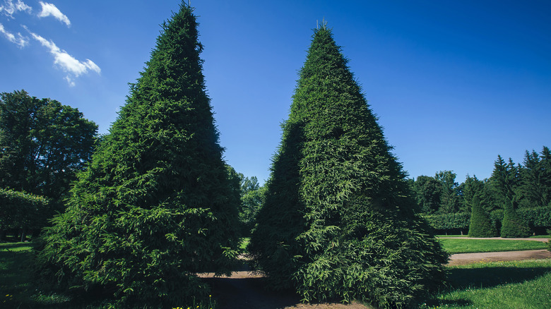 Green giant arborvitae