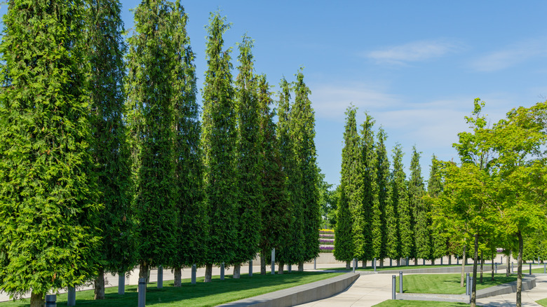Green sport western red cedar
