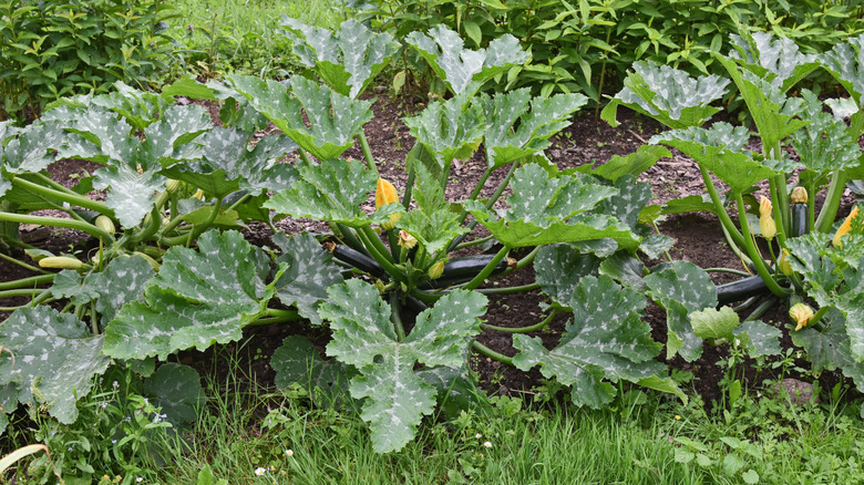 Black Beauty zucchini plants in the garden