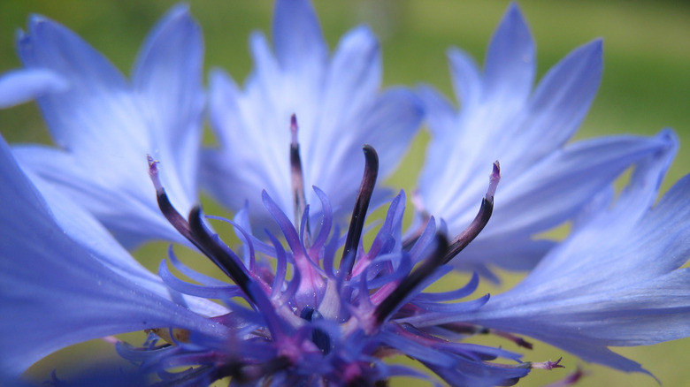 Blue Boy bachelor's button flower