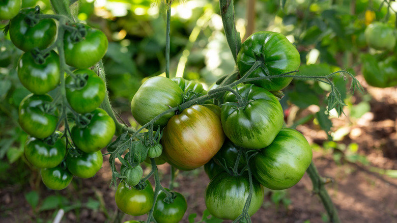 Cherokee Purple tomatoes growing on a vine
