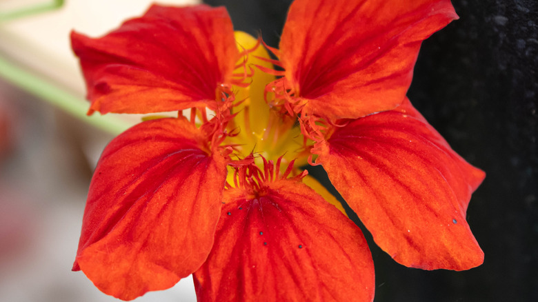 Close up of Empress of India nasturtium