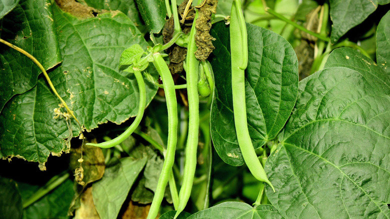 Kentucky Wonder pole beans ready ro be picked