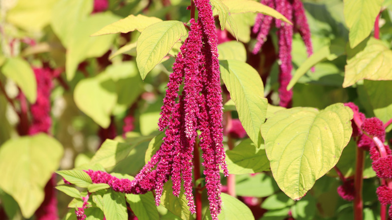 Love-Lies-Bleeding amaranth