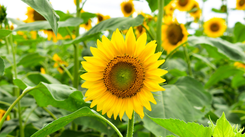 'Mammoth Russian' sunflowers in the garden