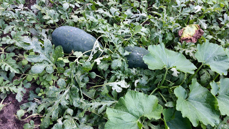 Patch of Moon and Stars watermelons