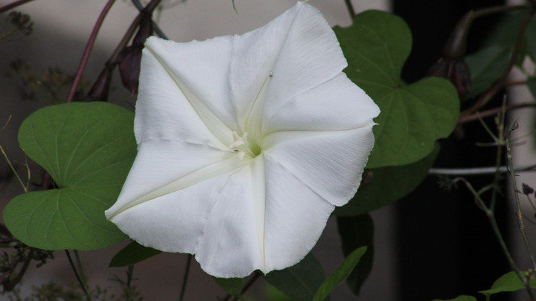 Close up of moonflower growing in the garden
