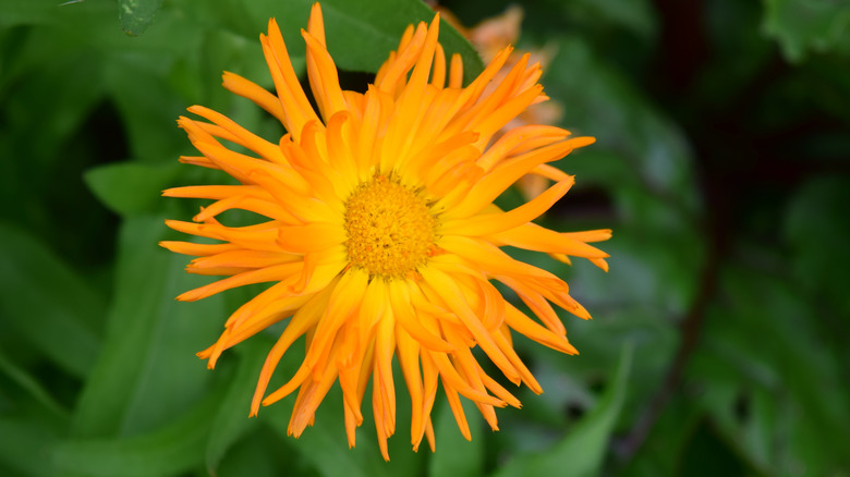 Radio calendula growing in the garden
