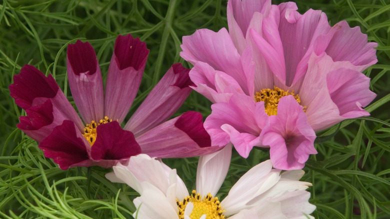 Sea Shells cosmos in the garden
