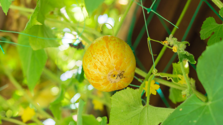 True Lemon cucumbers growing in a garden
