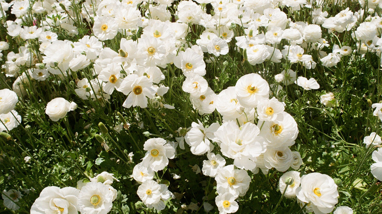 Honorine Jobert variety