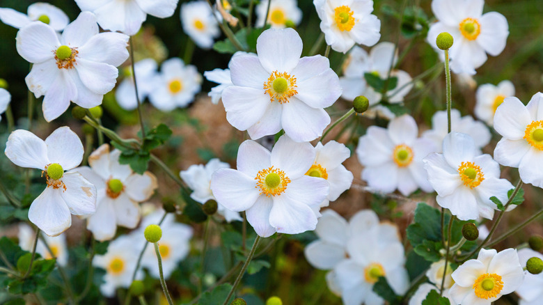 clump of Japanese anemones
