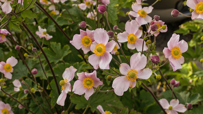 Japanese anemones in the shade