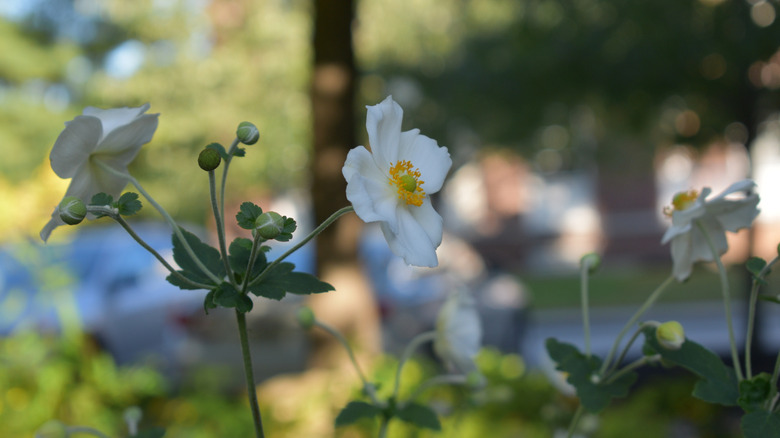 White Japanese Anemone Blooming in Shaded Garden