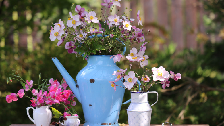 Japanese anemones in pots