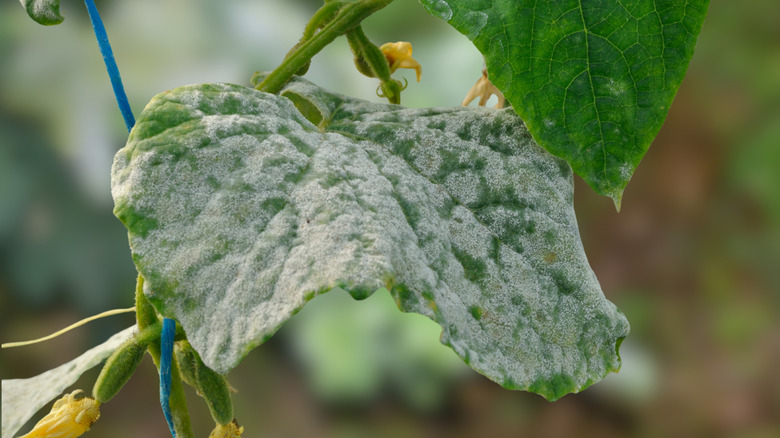 powdery mildew on a plant