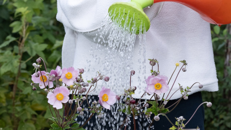 watering Japanese anemones