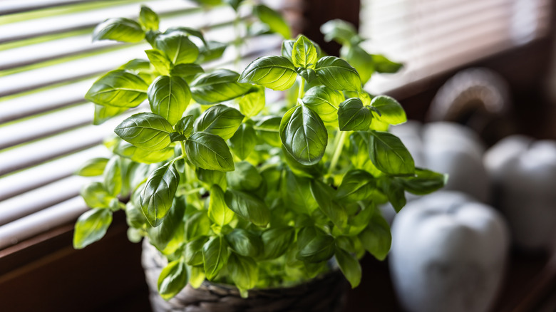 Potted basil plant near a window