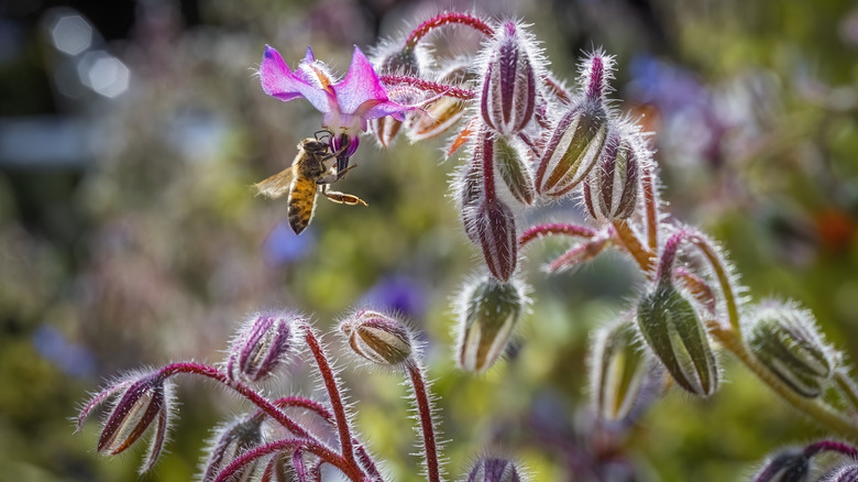 Borage plant with colorful flowers and bee