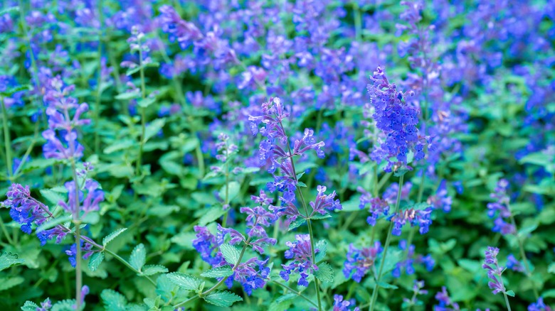 Purple catnip flowers