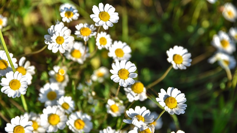Flowering chamomile plants